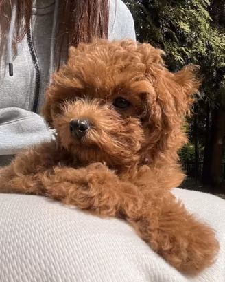BARBONCINO TOY CUCCIOLI RED - BARBONCINI puppy