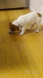 Cucciolo di jack Russel