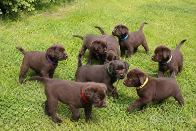 Labrador chocolate con pedigree ENCI selezionato