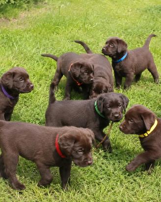 Labrador chocolate con pedigree ENCI selezionato