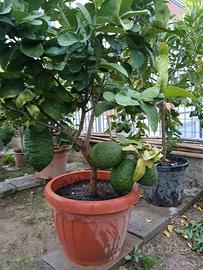 Cedro Gigante 