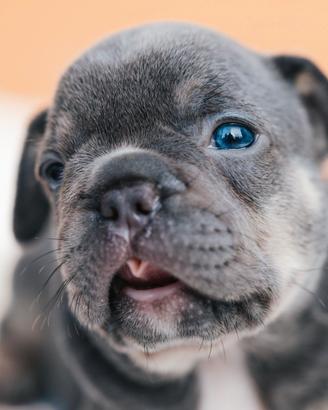 Bulldog francese
