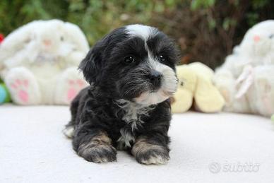 Cane barboncino maltese