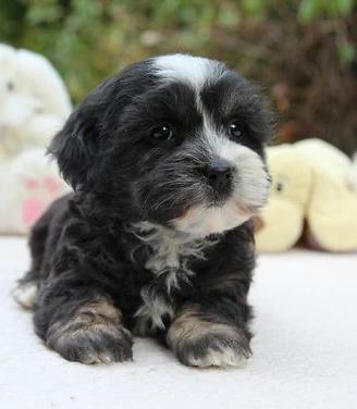 Cane barboncino maltese