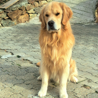 Golden retriever 100% americano monte