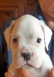 Boxer cucciolo bianco