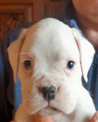 Boxer cucciolo bianco