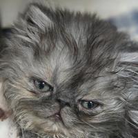 Cucciola persiana ipertipica