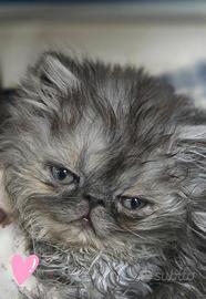 Cucciola persiana ipertipica