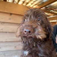 Bracco-pointer lagotto