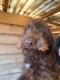 Bracco-pointer lagotto