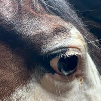 Stagione di monta 2026