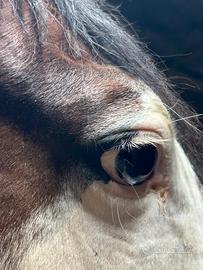 Stagione di monta 2026