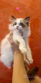 Ragdoll ultimi cuccioli