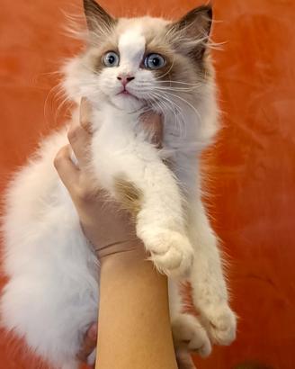 Ragdoll ultimi cuccioli