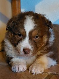 Cuccioli di Pastore Australiano