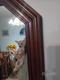 Chihuahua piccola