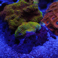 Coralli SPS acquario marino