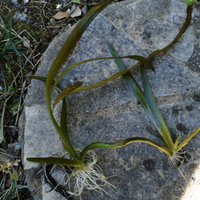 Piantine di Vallisneria Gigantea