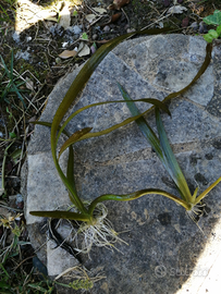 Piantine di Vallisneria Gigantea