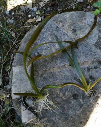 Piantine di Vallisneria Gigantea