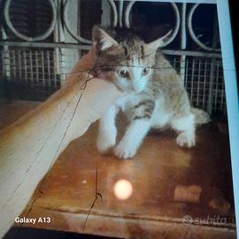 1 gattino