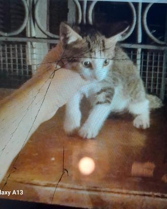1 gattino