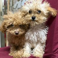 Barboncino mini toy maschio e femmina disponibili