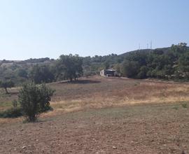 Vasto Terreno Agricolo