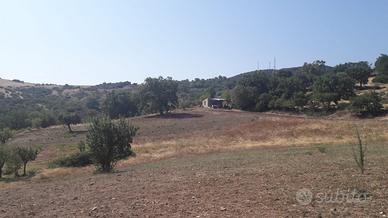 Vasto Terreno Agricolo