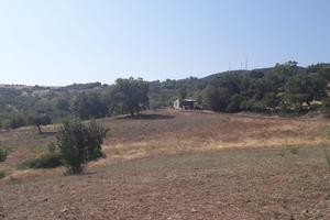 Vasto Terreno Agricolo