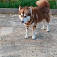 Alaskan malamute