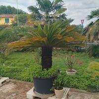 piante in vaso di cycas 