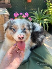 Pastore australiano Australian shepherd