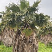 Palme washingtonia