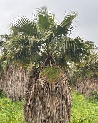 Palme washingtonia