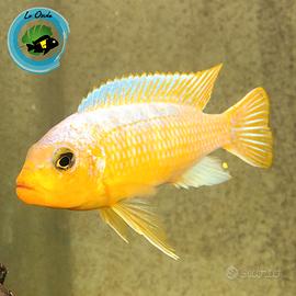 Pesci d'acquario e Ciclidi