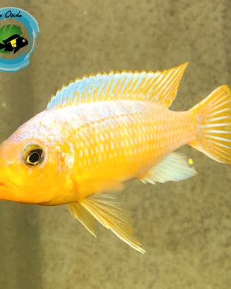 Pesci d'acquario e Ciclidi
