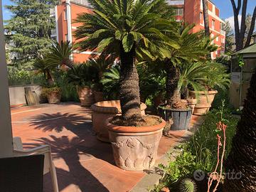 Cycas revoluta