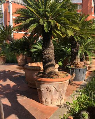 Cycas revoluta