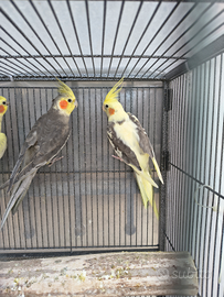 Coppie pappagalli calopsite