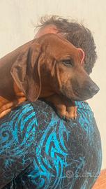 Jabari&Zani stupendi esemplari Rhodesian Ridgeback