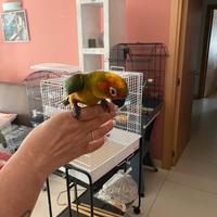 Conuro del sole e altre specie allevate a mano