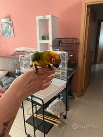 Conuro del sole e altre specie allevate a mano