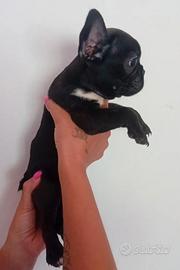 Bulldog Francese femminuccia di 80 giorni