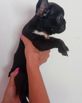 Bulldog Francese femminuccia di 80 giorni