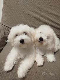 bichon maltese