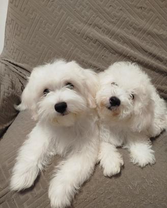 bichon maltese