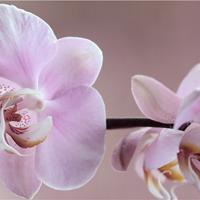 Quadri con stampa ad alta definizione Canvas