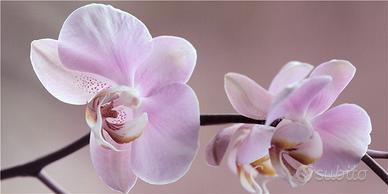 Quadri con stampa ad alta definizione Canvas